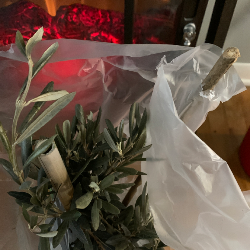 Why Are My Olive Tree Leaves Curling? 🫒