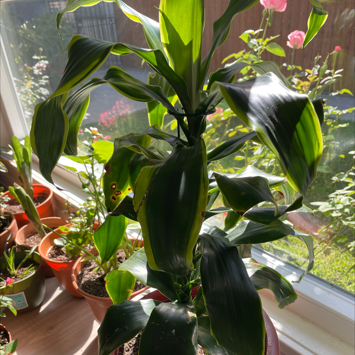 Dracaena Dorado plant near a window with other potted plants, leaves mostly healthy.