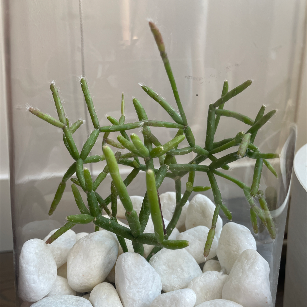 Photo of the plant species Dancing Bones by @SamM named Spikey slims on Greg, the plant care app