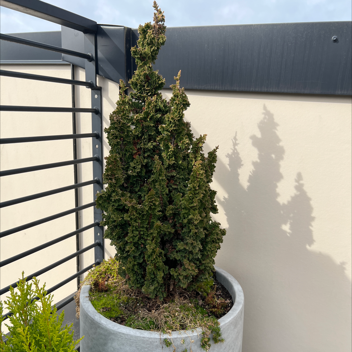 Why Are There Brown Spots on My Emerald Green Arborvitae? 🍂