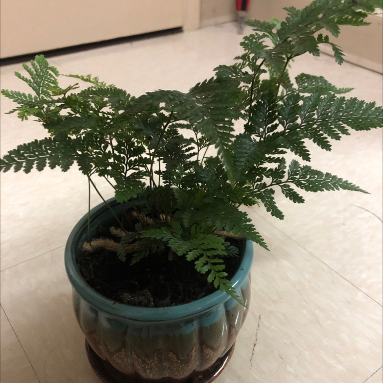 Photo of the plant species Parapolystichum microsorum by Emmalee named Brunor on Greg, the plant care app