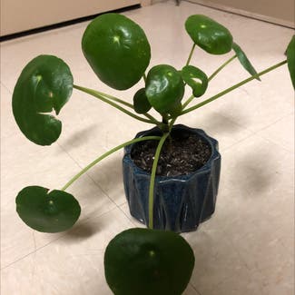 Chinese Money Plant plant in Fayette, Missouri