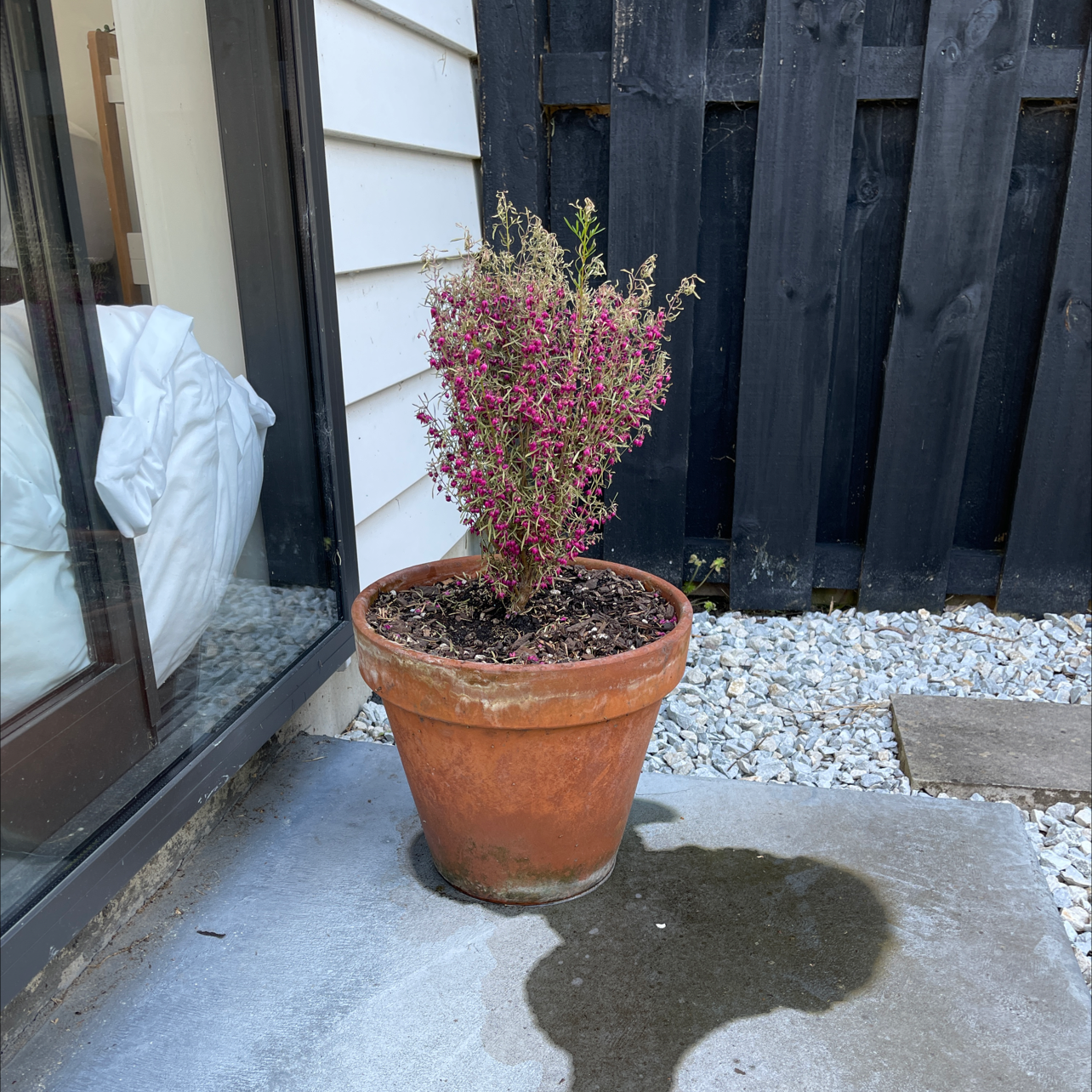 Photo of the plant species Boronia heterophylla by Tara named Tree Diddy on Greg, the plant care app