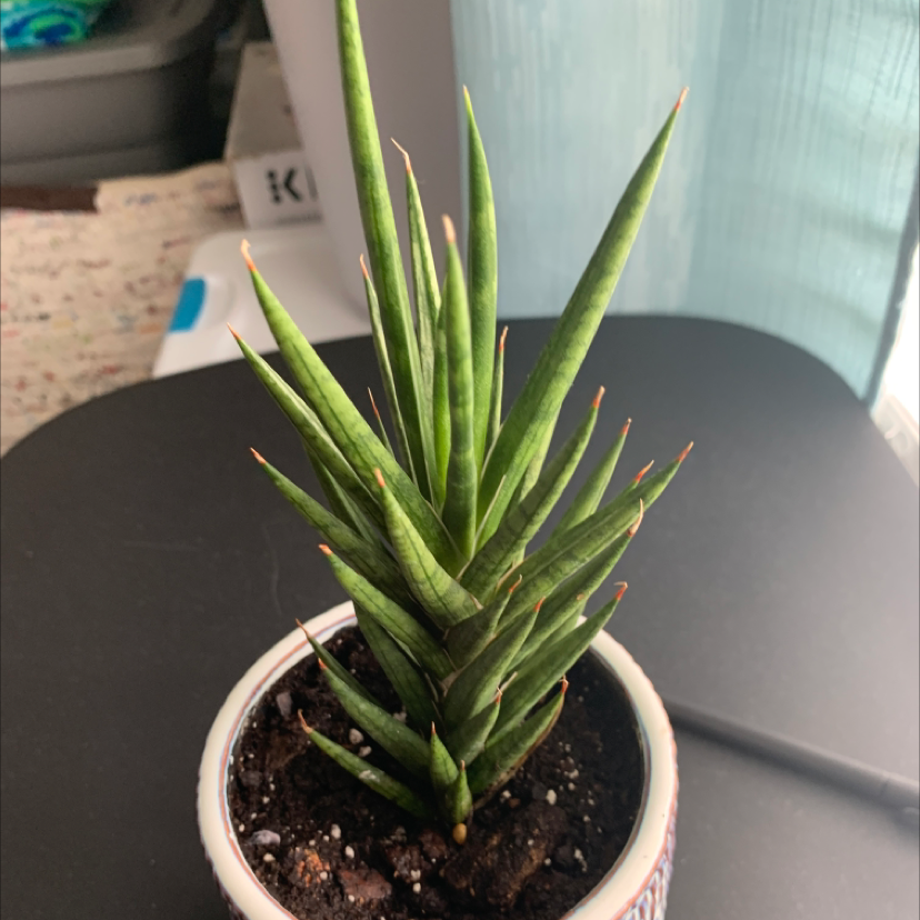 Sansevieria francisii plant in a small pot with visible soil, well-framed and in focus.