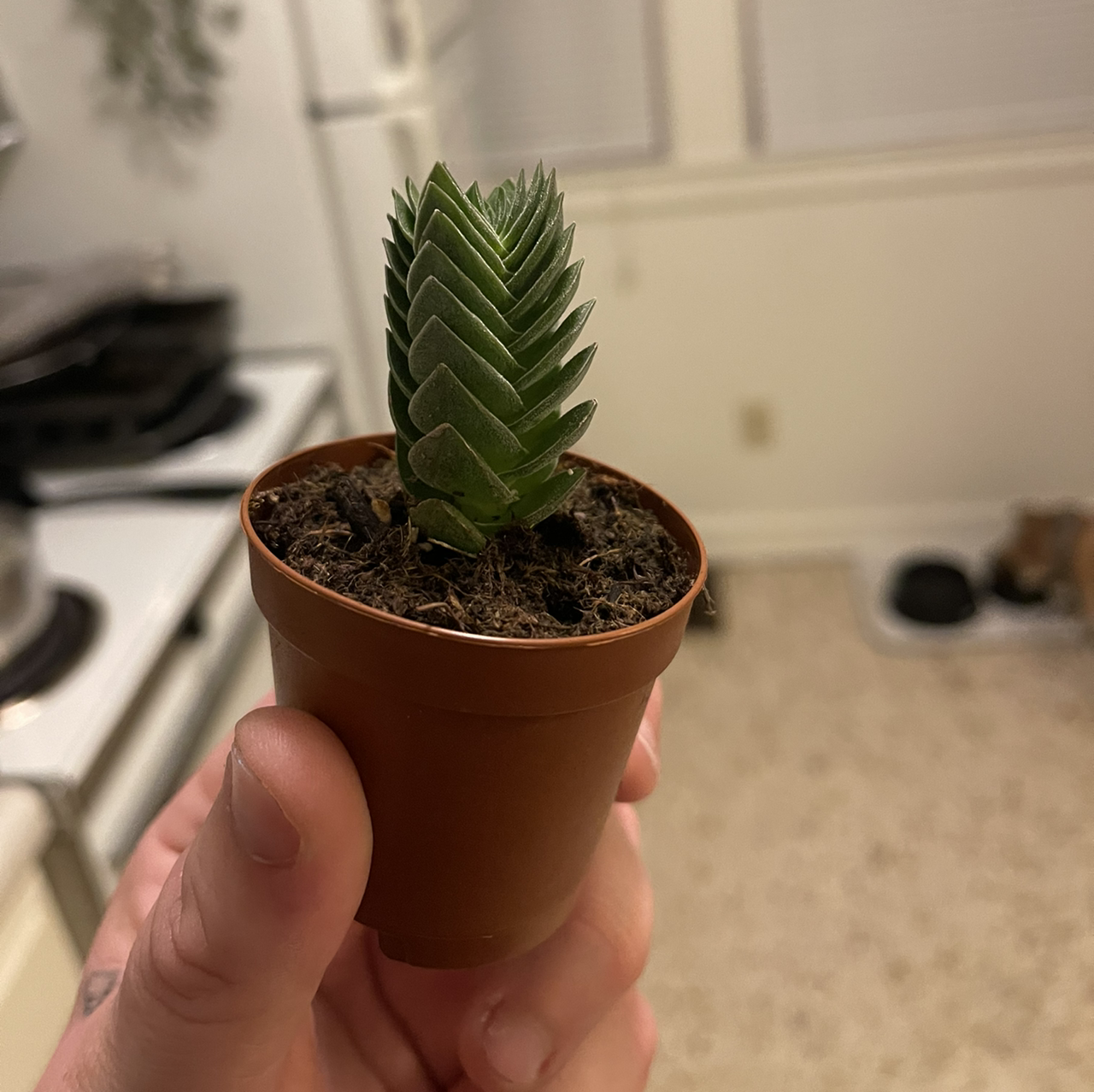 Crassula 'Buddha's Temple' plant in a small pot held by a hand in a kitchen setting.