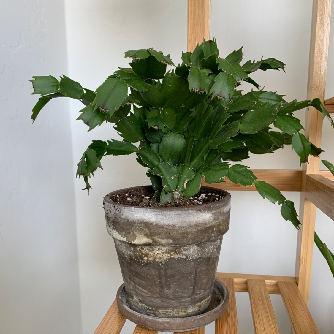 Potted false Christmas Cactus with green leaves, visible soil, and no signs of disease.