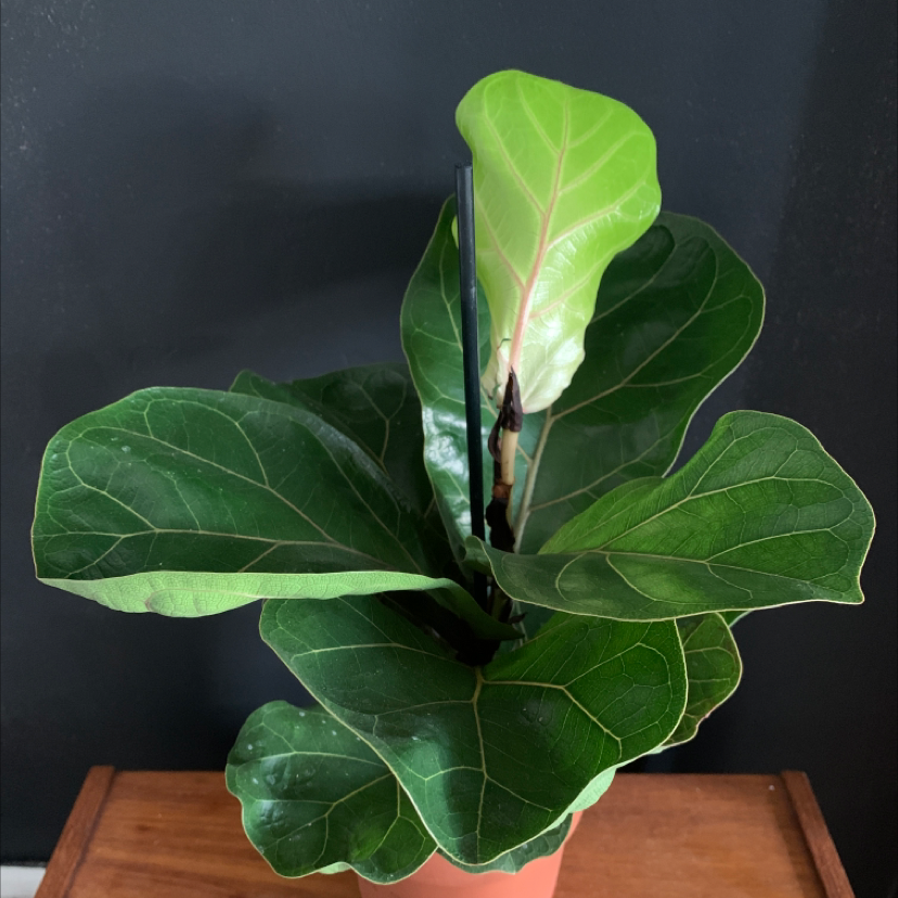 Photo of the plant species Fiddle Leaf Fig by @thirteen named Dolores on Greg, the plant care app