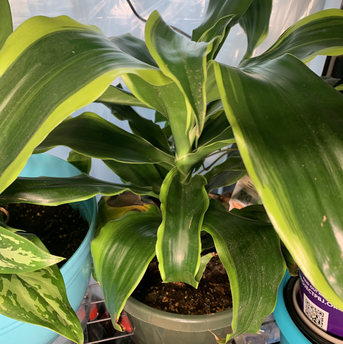 Cornstalk Dracaena plant photo by @Pumpkinpothos named Dragon large on Greg, the plant care app.