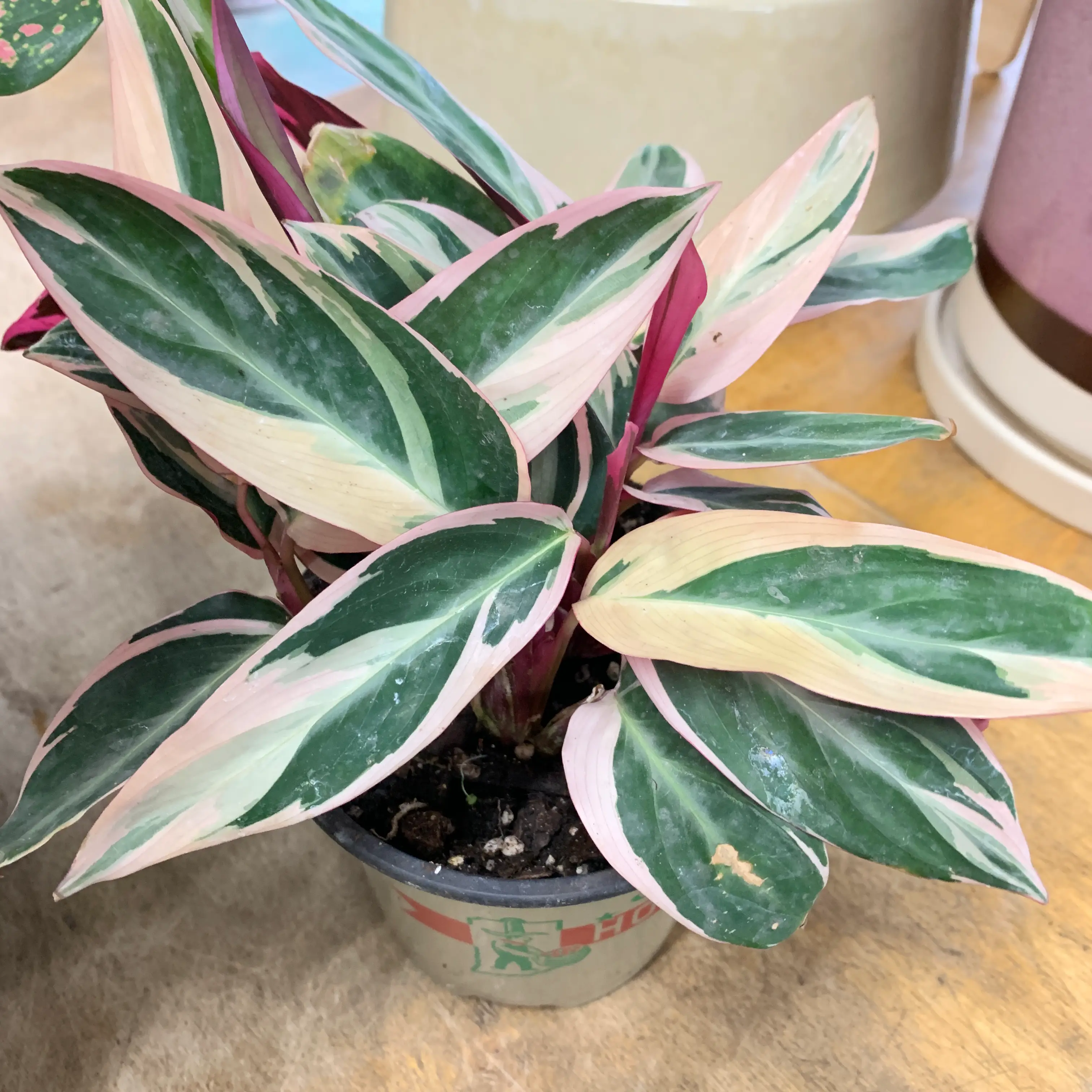 Never Never Plant with variegated green, white, and pink leaves in a small pot.