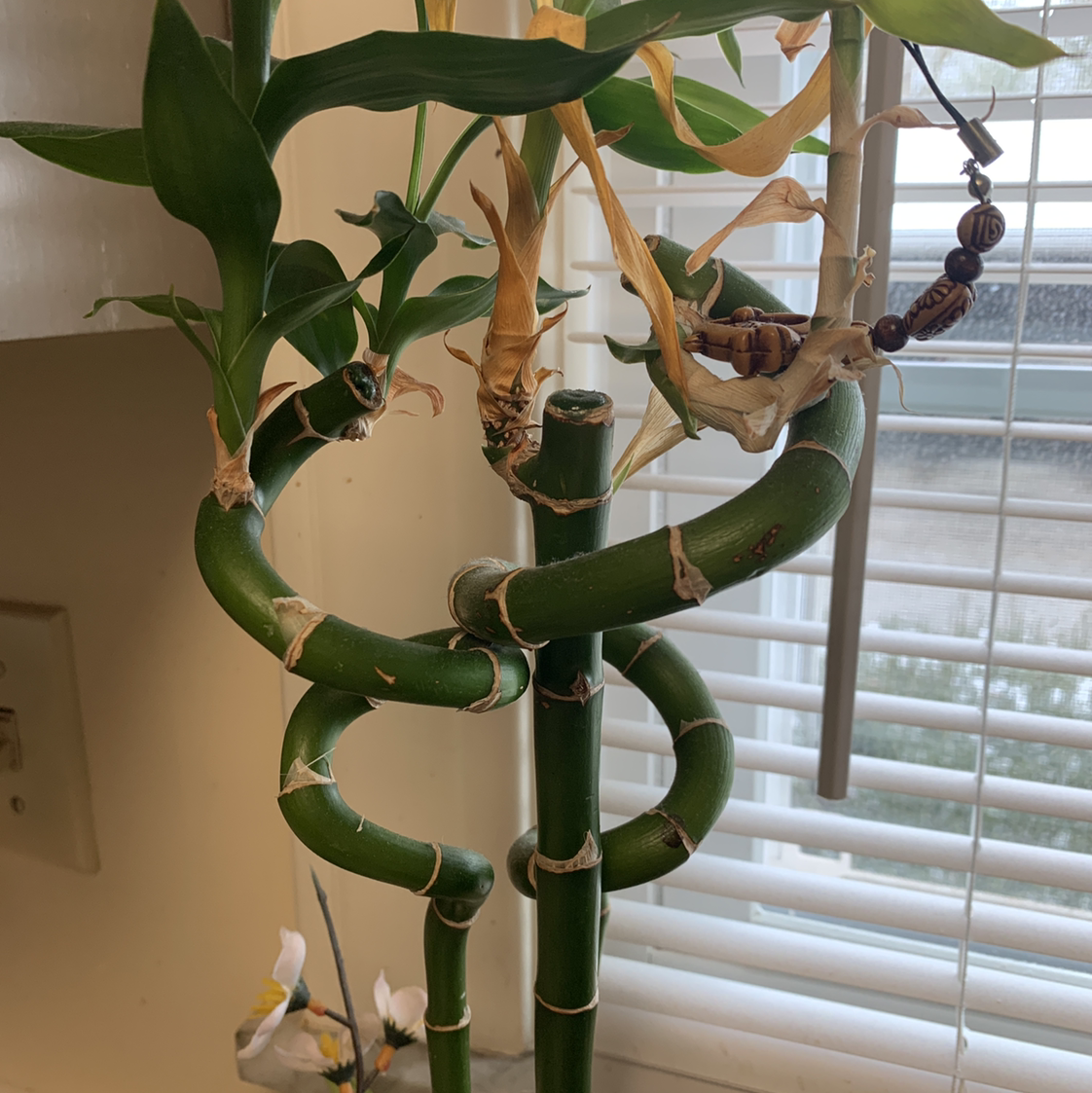 Lucky Bamboo plant photo by @Pumpkinpothos named Lucky on Greg, the plant care app.