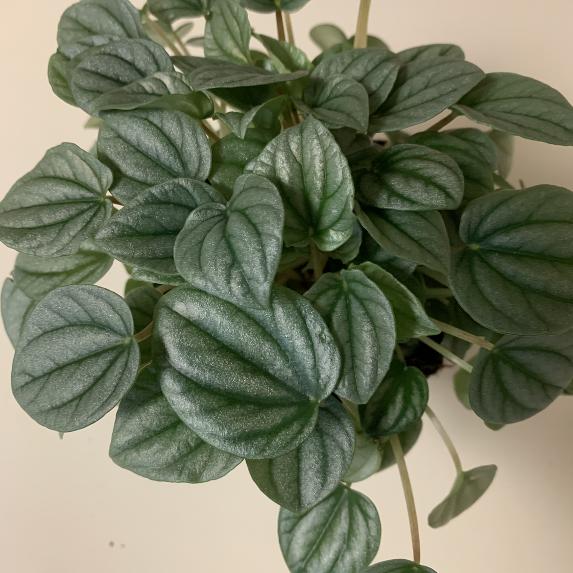 Healthy Silver Frost Peperomia plant with vibrant, silver-green leaves.
