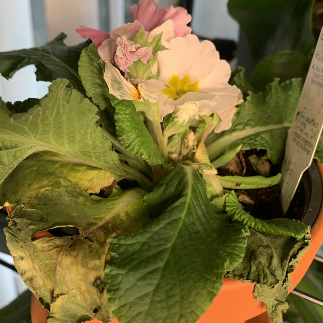 Cowslip Primrose plant photo by @Pumpkinpothos named Winter bloom on Greg, the plant care app.