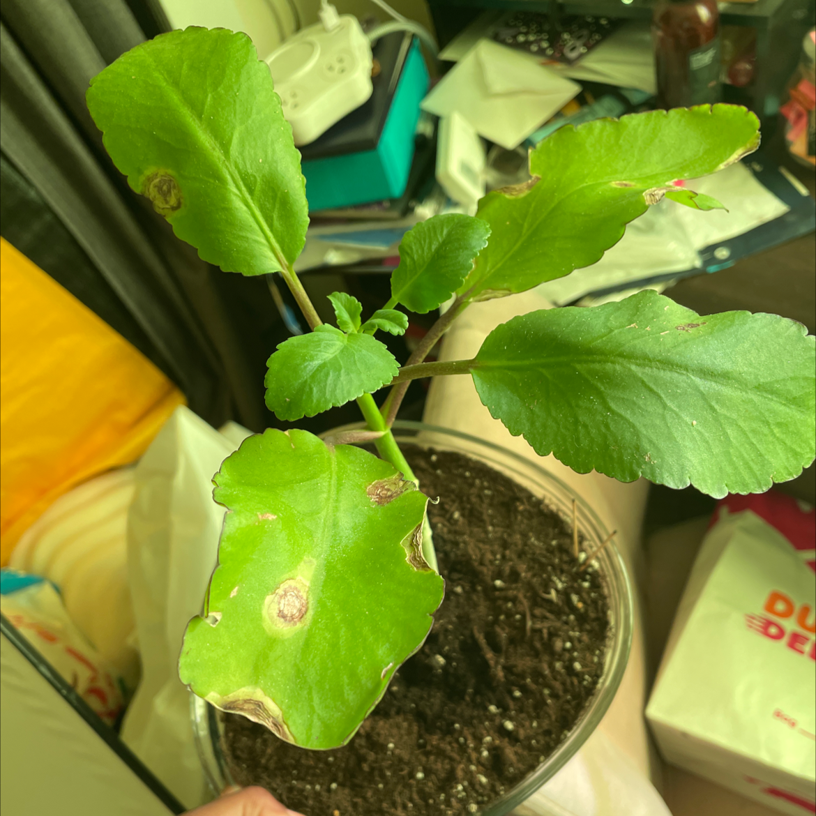 Healthy cathedral bells plant with large green leaves in a small pot, soil visible.