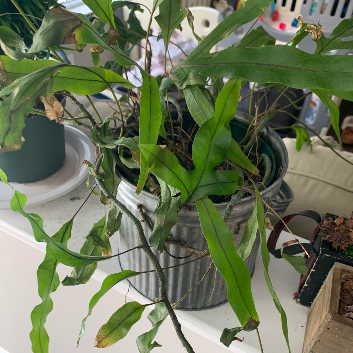 Blue Star Fern in a pot with some leaves showing browning and yellowing.