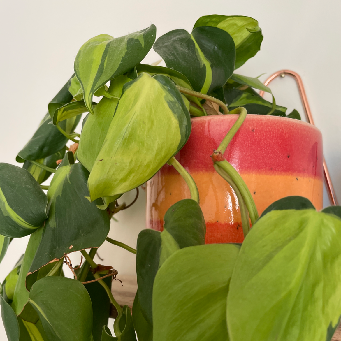 Hawaiian Pothos plant in a colorful pot with mostly healthy leaves.