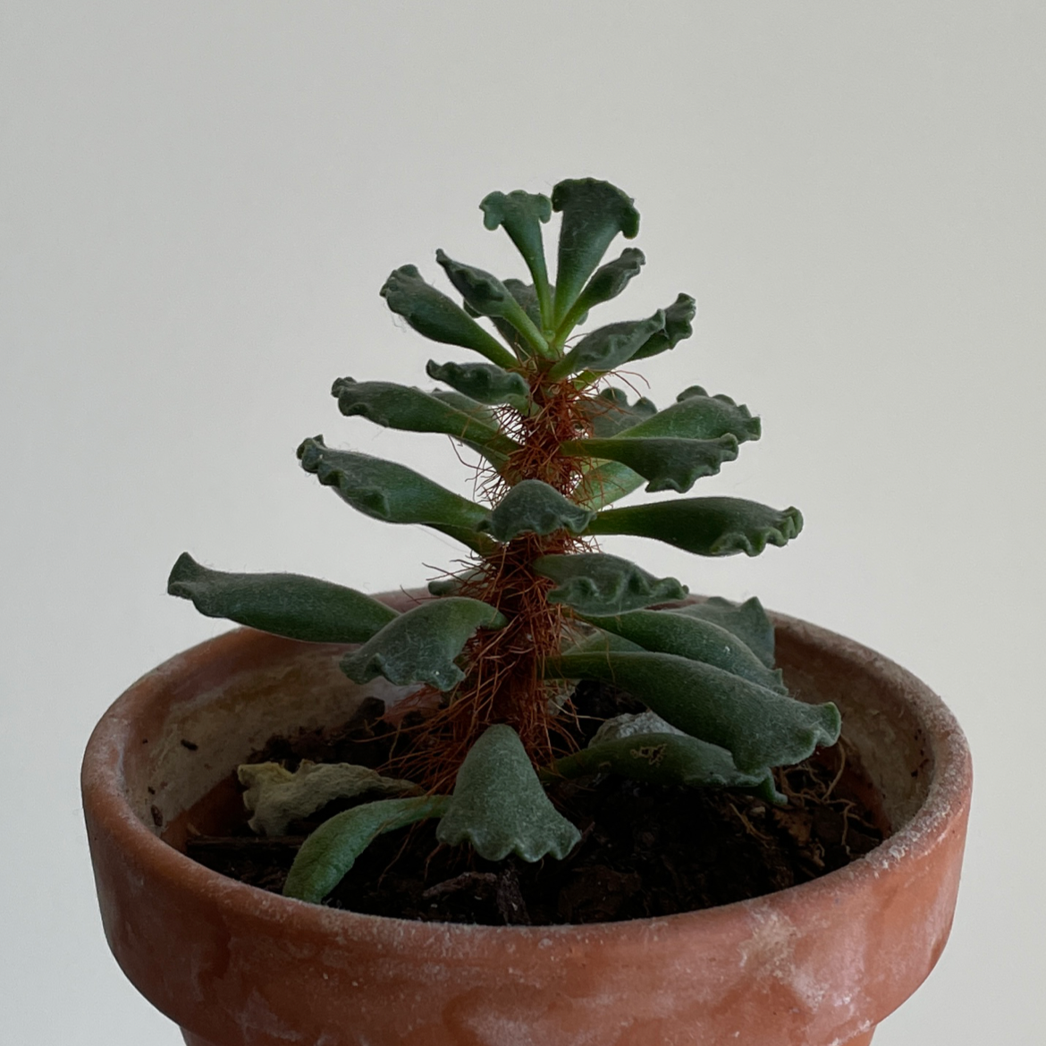 Pillow Feet Crinkle Leaf Plant in a terracotta pot with green crinkled leaves.