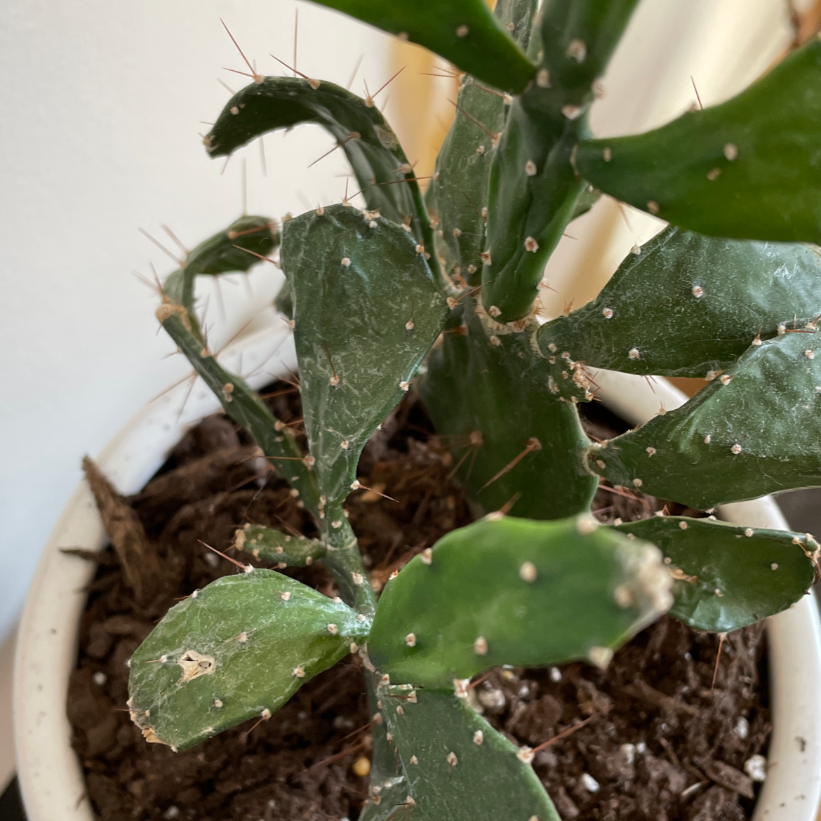 Brazilian Pricklypear plant in a pot with green pads and visible spines.