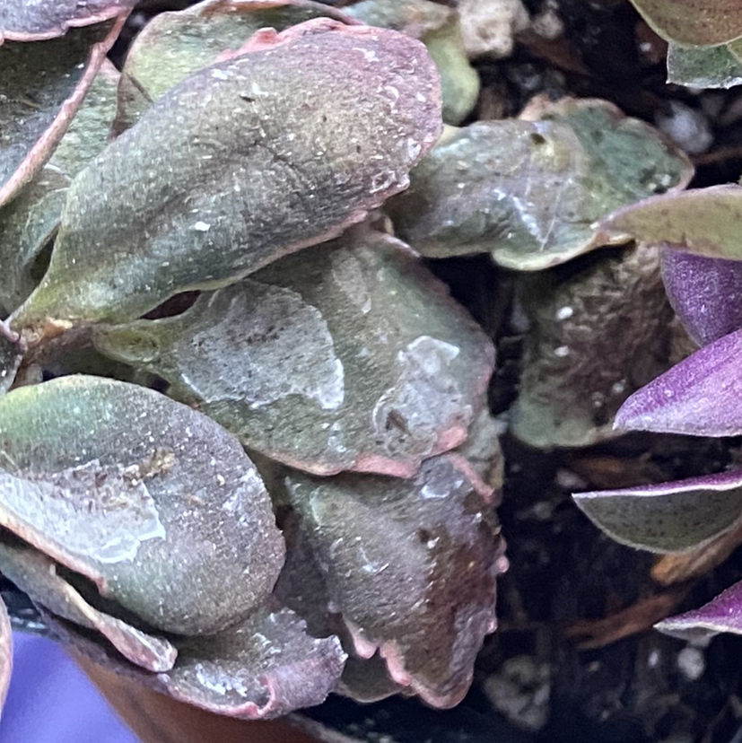 Jenny's Stonecrop plant photo by Jade named Sunsparkler Dream Dazzler on Greg, the plant care app.