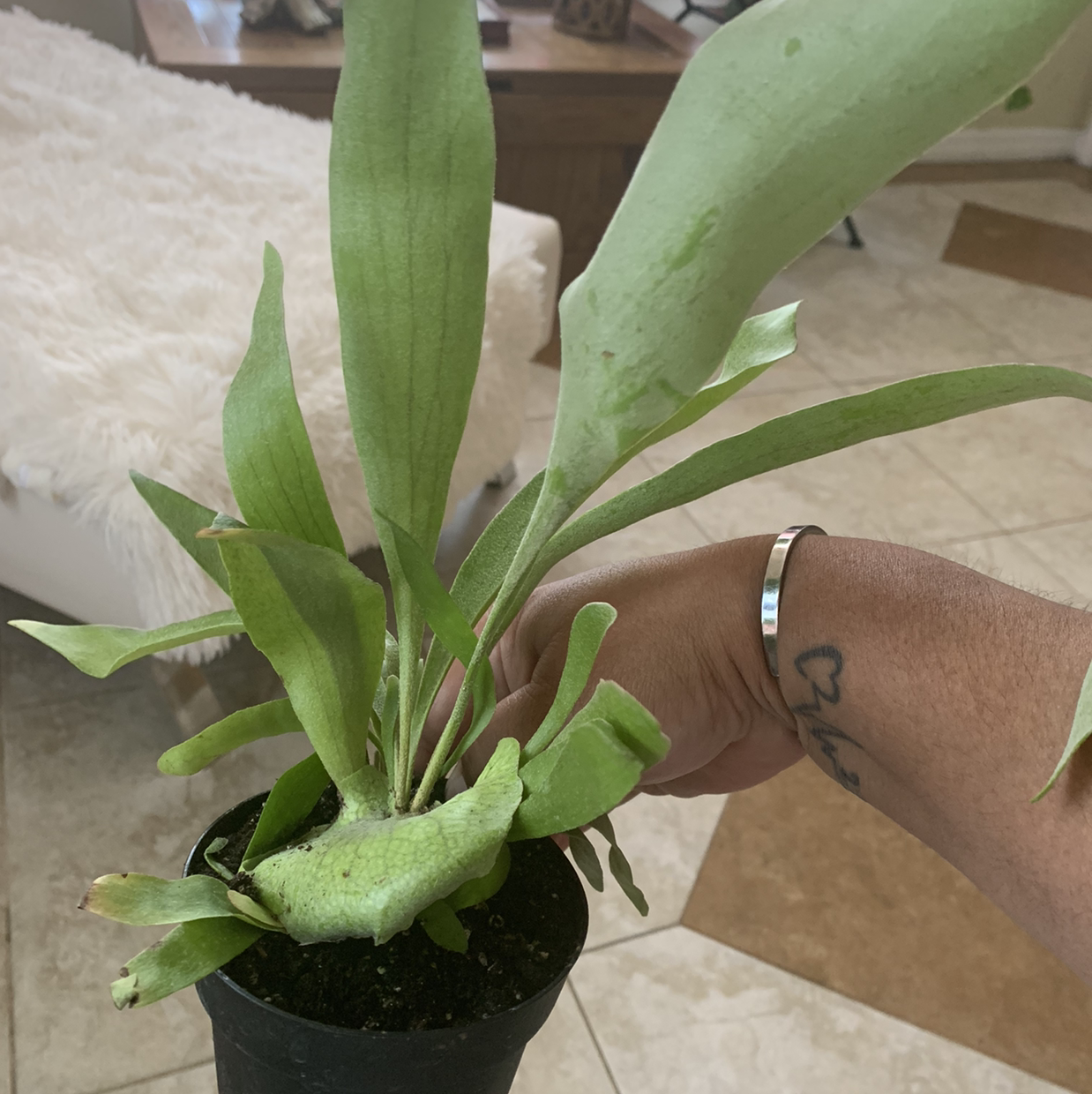 Elkhorn Fern in a pot held by a hand, appears healthy.