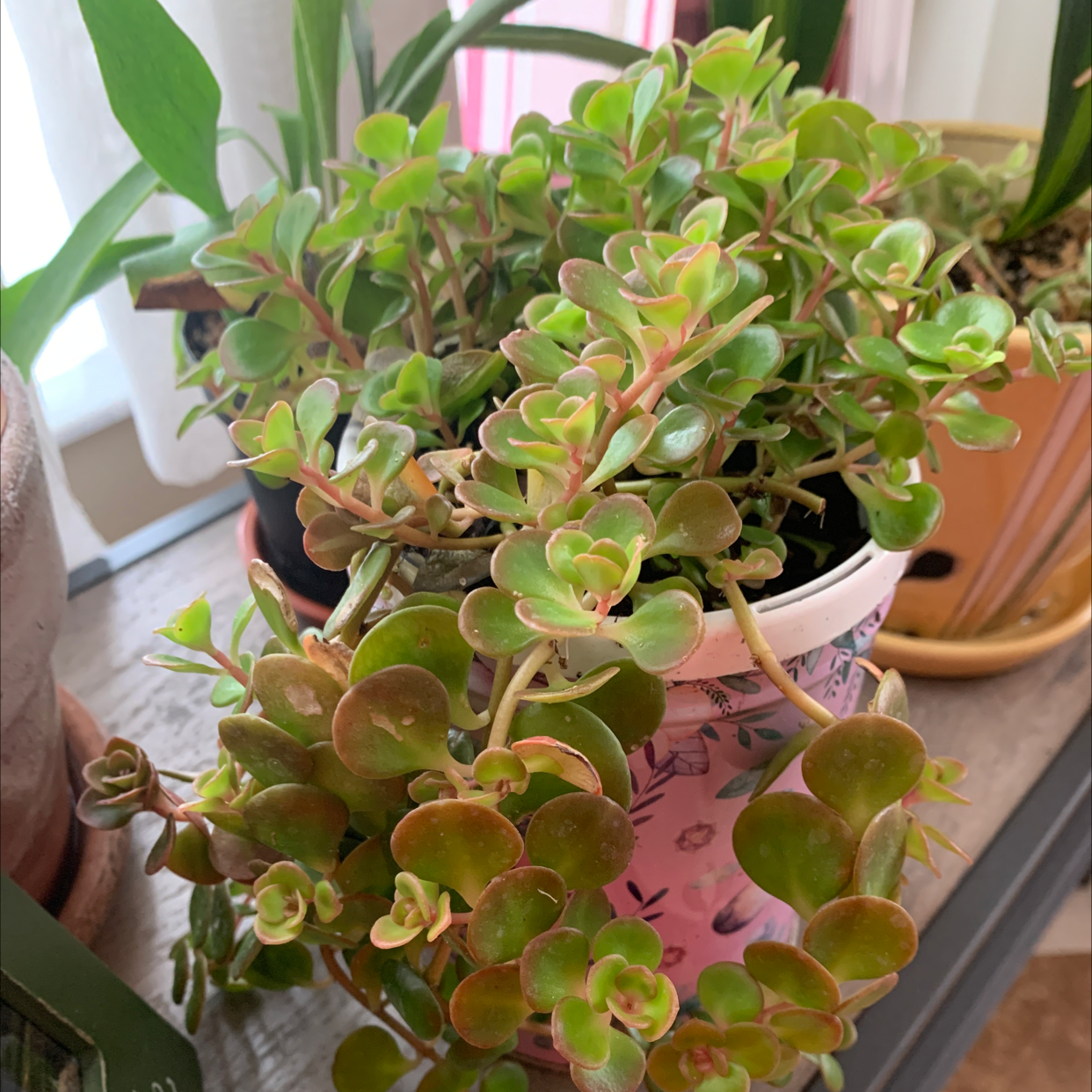 Healthy Two-Row Stonecrop plant in a decorative pot with vibrant green leaves.