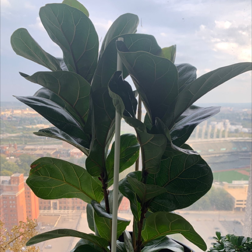 Dwarf Fiddle Leaf Fig plant with large, dark green leaves against a cityscape background.