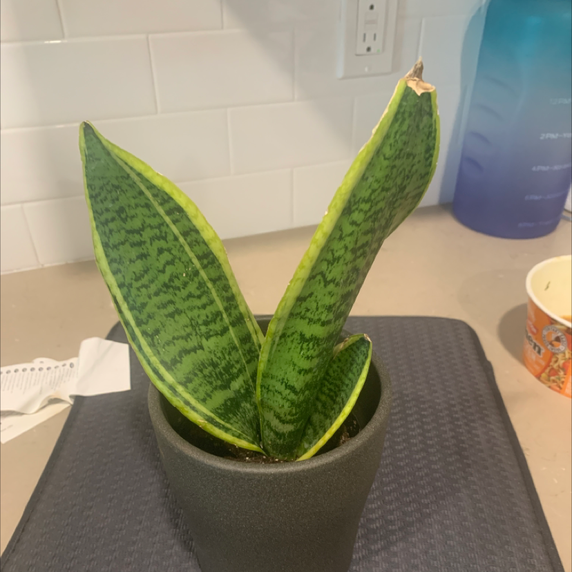 Snake Plant plant photo by Ginger named Drake on Greg, the plant care app.