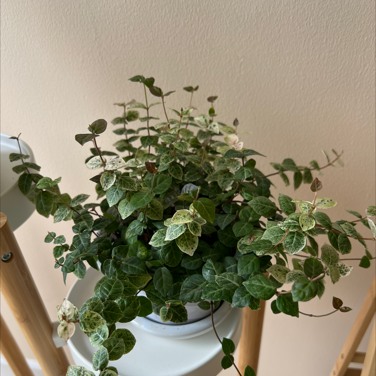 Photo of the plant species Asian Jasmine by Yui named Your plant on Greg, the plant care app