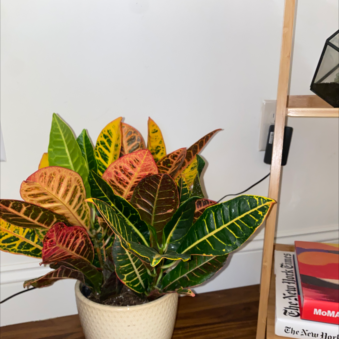Gold Dust Croton plant photo by @Rachel99 named Chris on Greg, the plant care app.