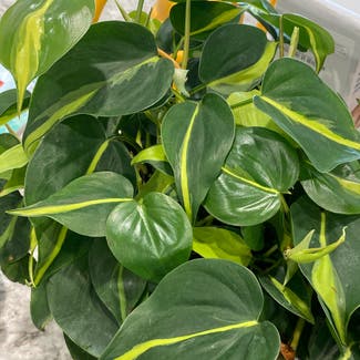 Heartleaf Philodendron plant in Middlebury, Vermont