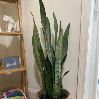 Snake Plant plant in Middlebury, Vermont