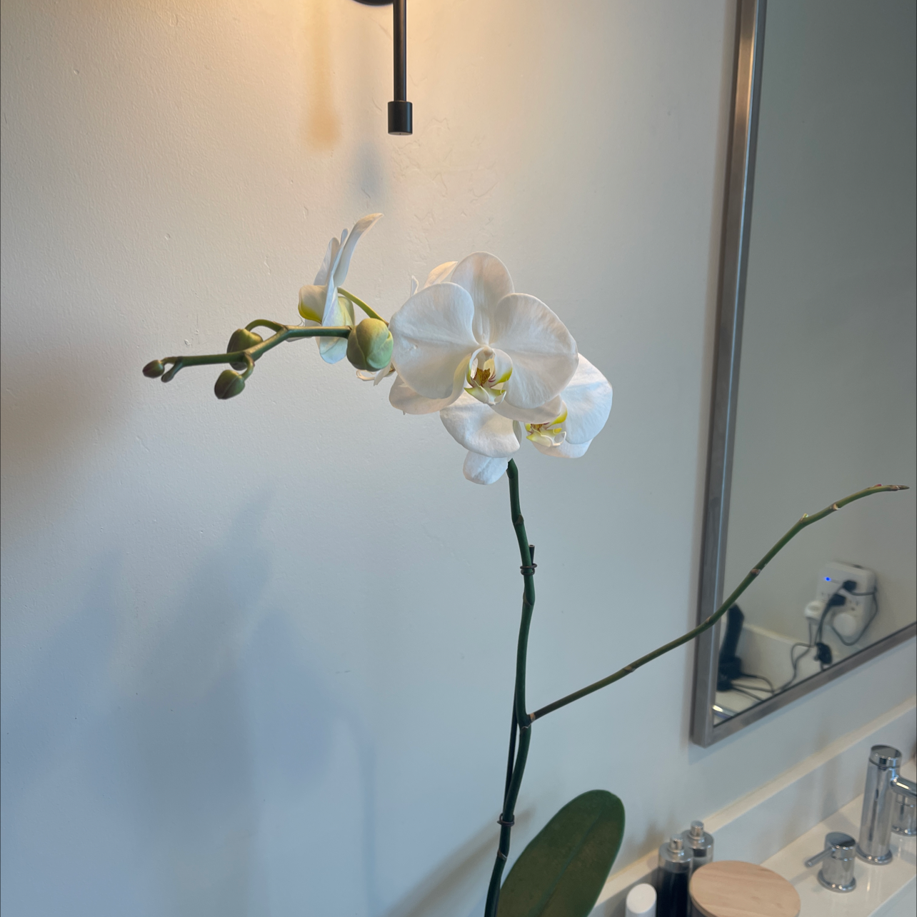 Moon Orchid with white flowers placed near a bathroom sink.