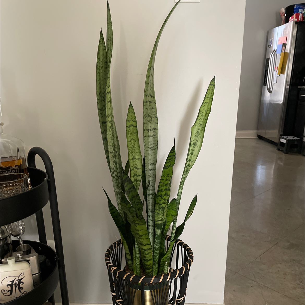 Healthy Black Coral Snake Plant in a decorative pot with upright green leaves.