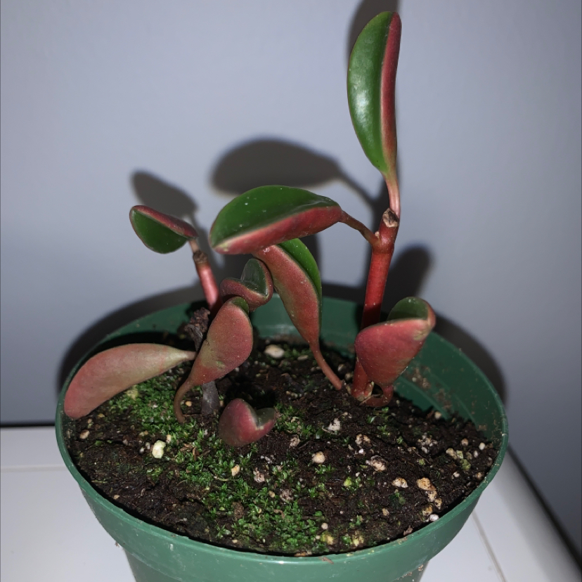 Peperomia graveolens 'Ruby Glow' plant in a green pot with visible soil.