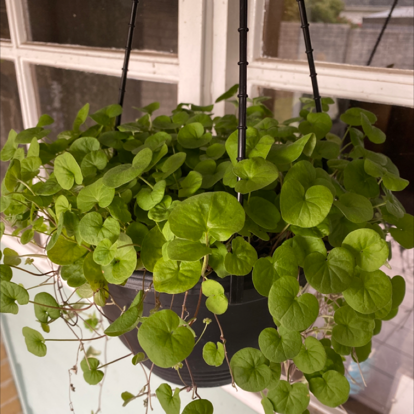 Photo of the plant species Emerald Falls Dichondra by @LaurensOasis99 named Kanye on Greg, the plant care app