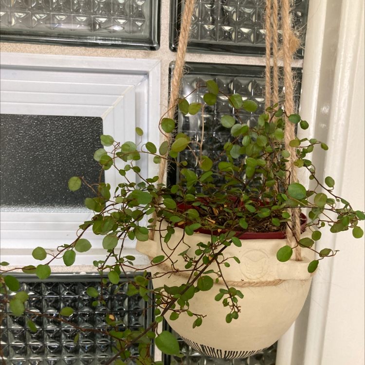 Sprawling Wirevine plant in a hanging pot with green leaves, against a glass block and window frame background.