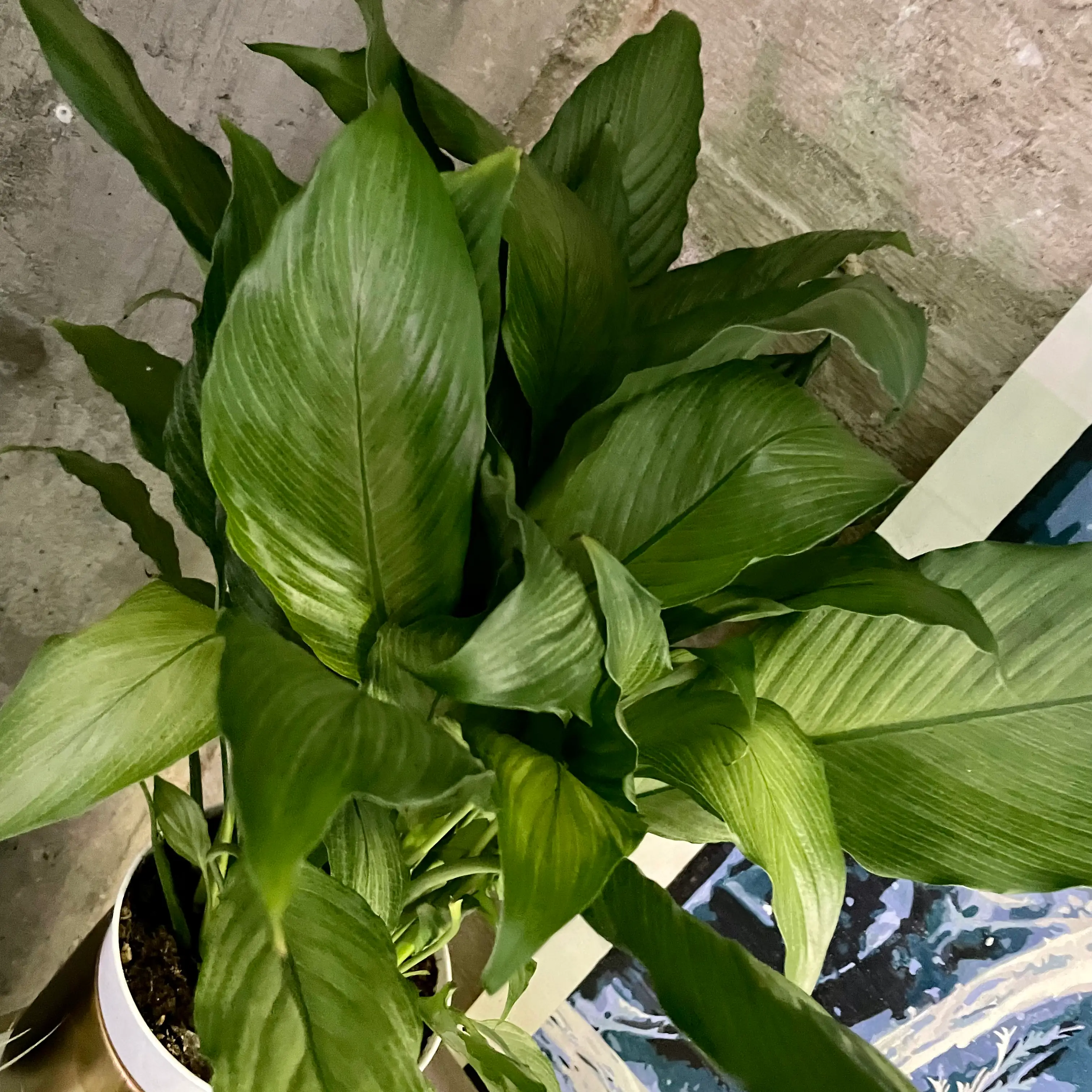 Healthy Platinum Mist Peace Lily with broad green leaves in a pot with visible soil.