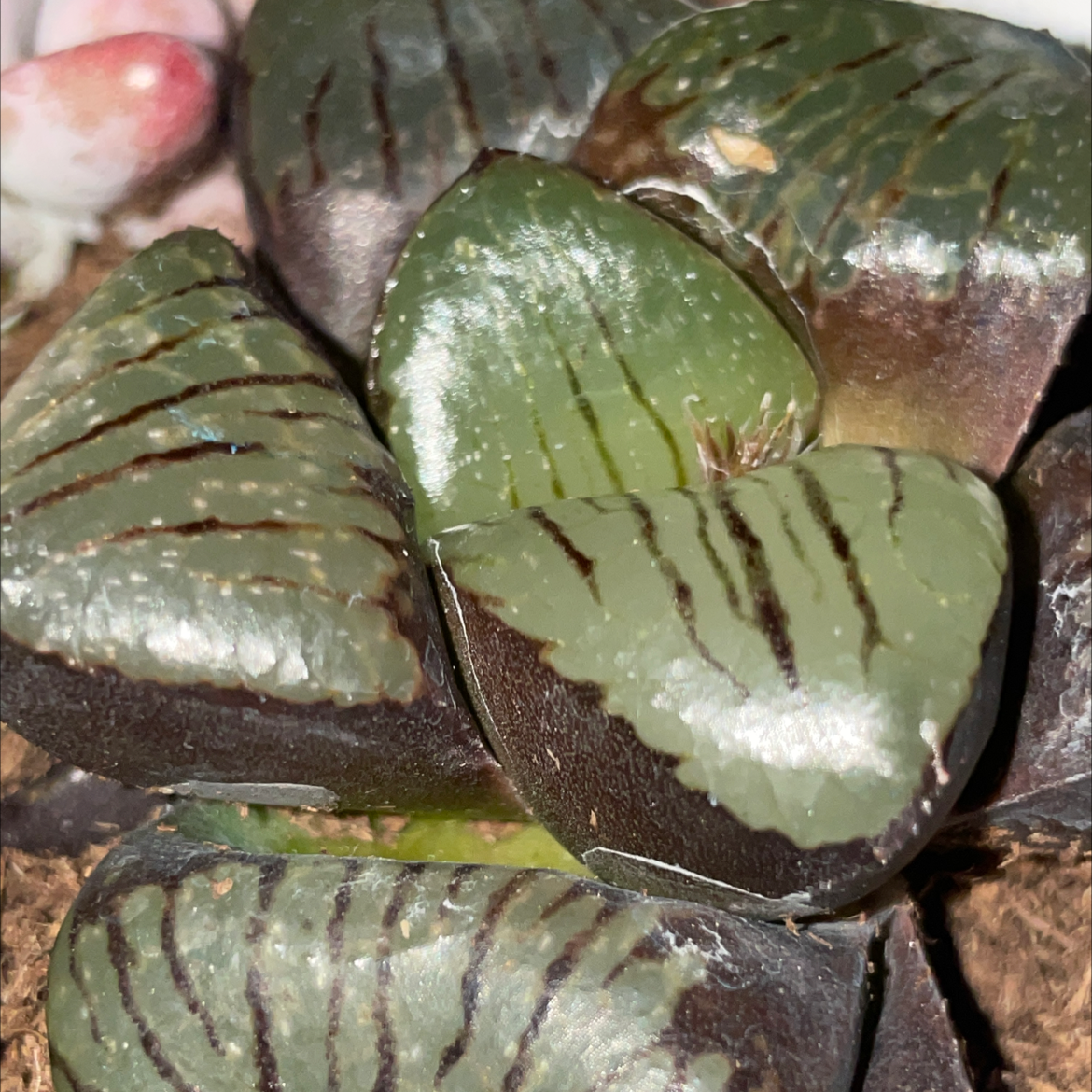 Photo of the plant species living jewel by @laurenalexandra named Demi on Greg, the plant care app