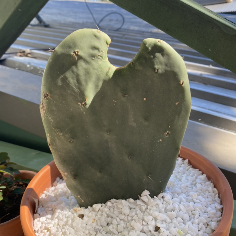 Photo of the plant species Smooth Prickly Pear by @Kay.p named Paddle on Greg, the plant care app