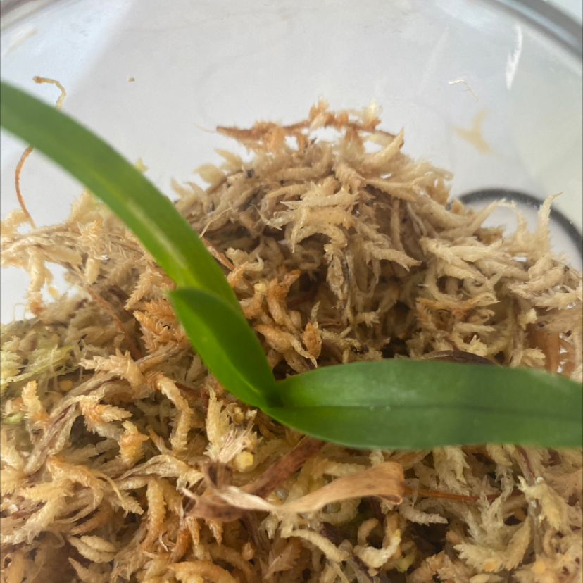 Photo of the plant species Vanda orchid by @Kay.p named Jenny on Greg, the plant care app