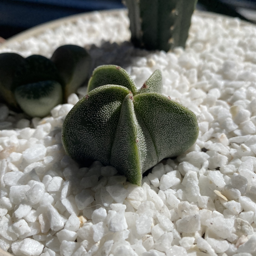 Bishop's Cap Cactus (Astrophytum myriostigma) in a pot with white gravel.