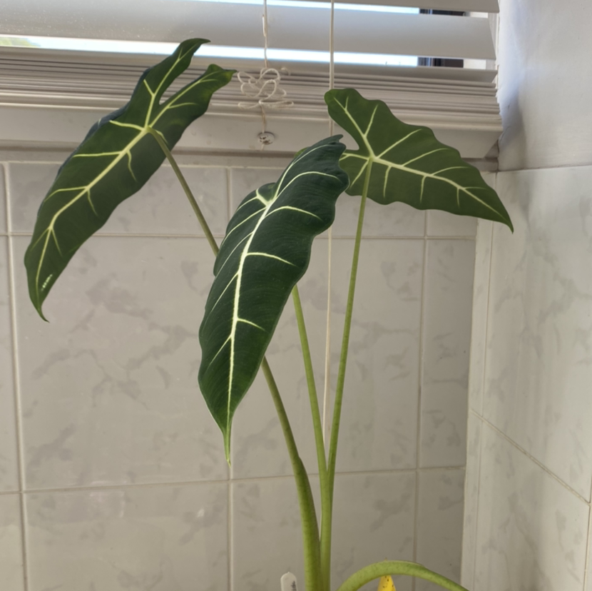Photo of the plant species Green Velvet Alocasia by @Kay.p named Xander on Greg, the plant care app