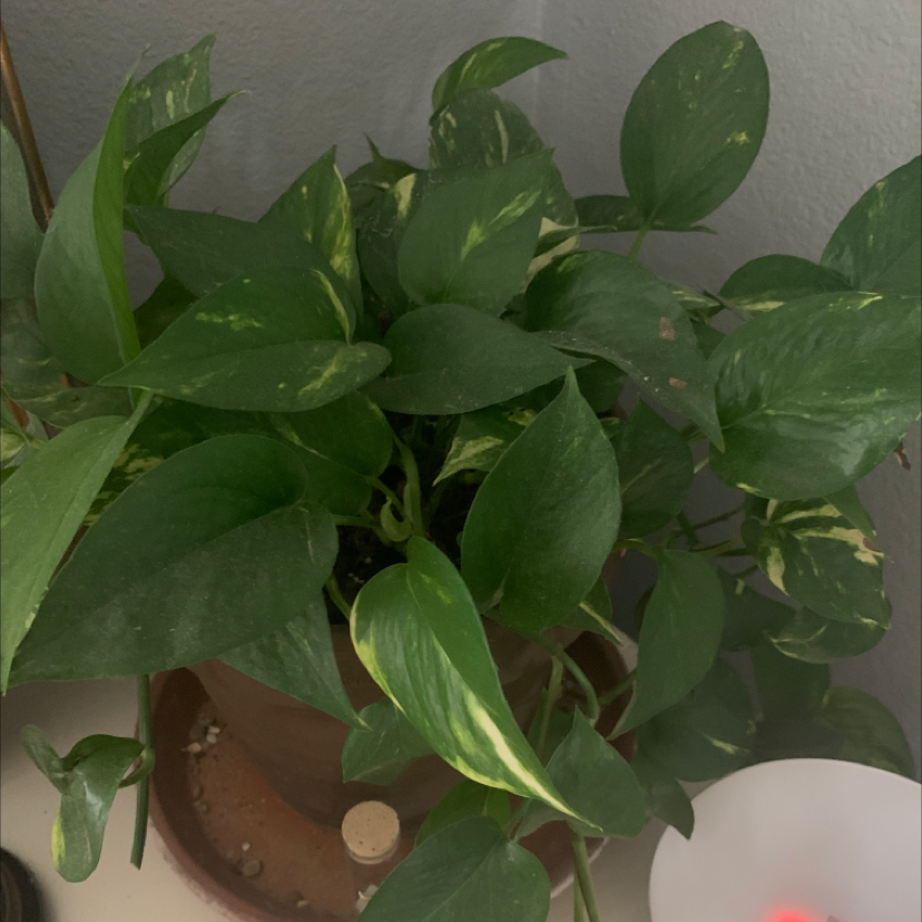 Taro Vine plant photo by Bella named Mollie on Greg, the plant care app.