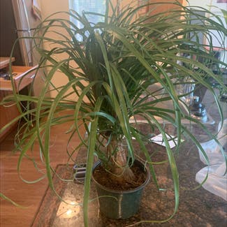 Ponytail Palm plant in Madison, Wisconsin