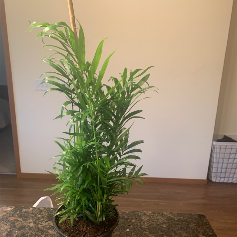 Parlour Palm plant photo by @CocoQueen named Freeda on Greg, the plant care app.