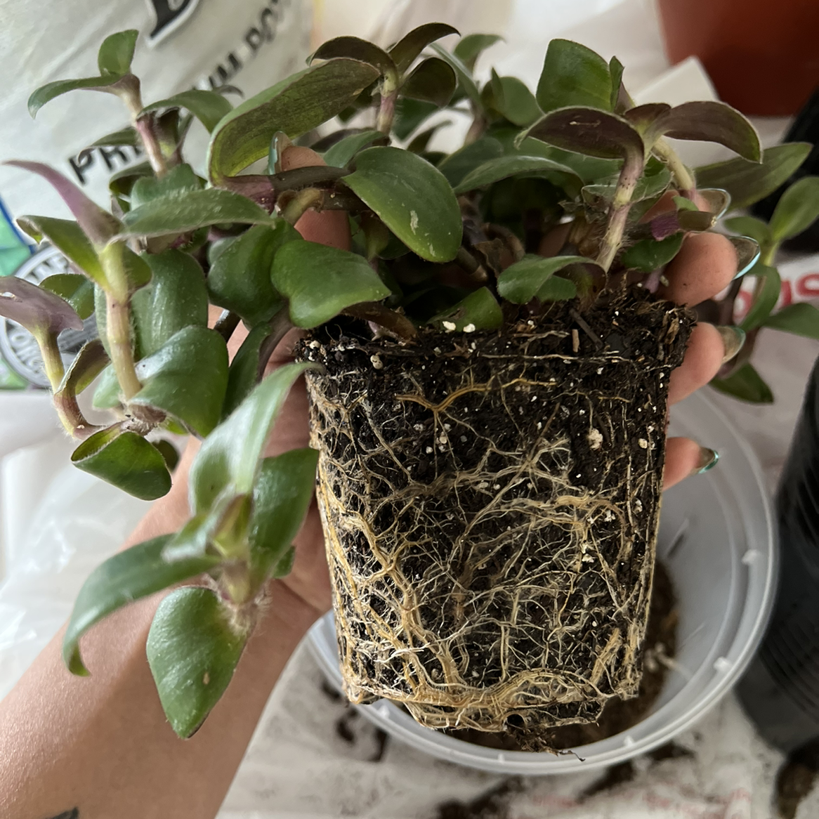 Photo of the plant species Spiderwort 'Hijau Baru' by Raquel named Medusa on Greg, the plant care app