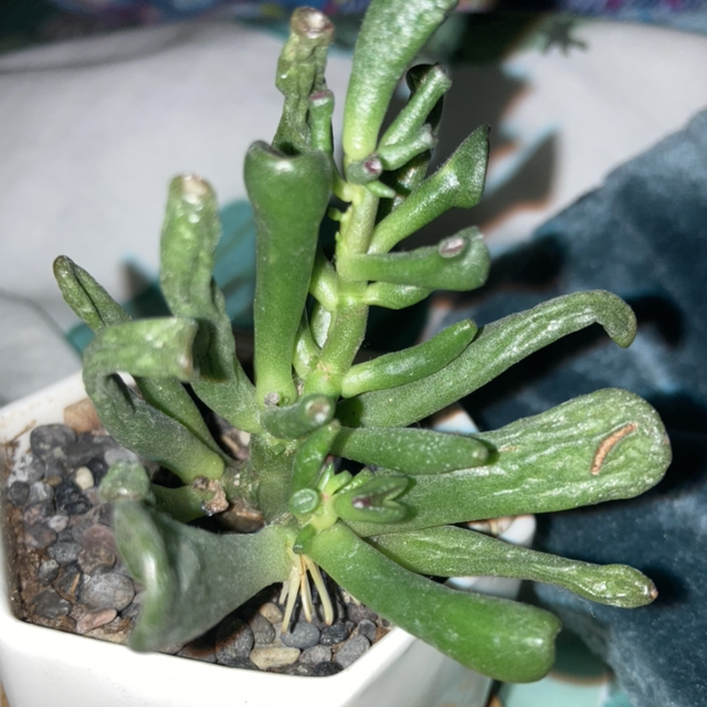 Lucky Plant plant photo by Jasmine named FiMeP on Greg, the plant care app.