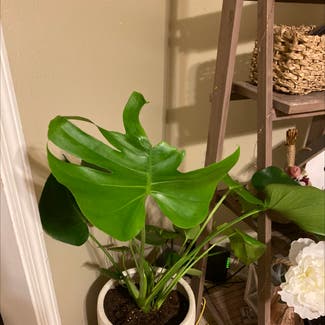 Monstera plant in New Orleans, Louisiana