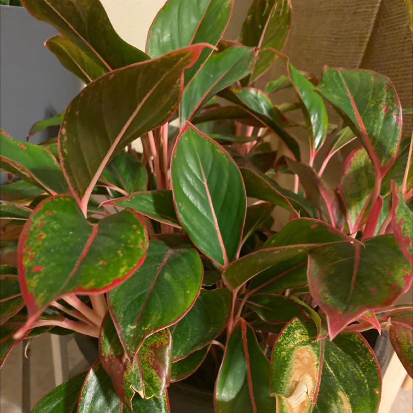 Chinese Evergreen plant photo by @KimmieChi named Ming on Greg, the plant care app.