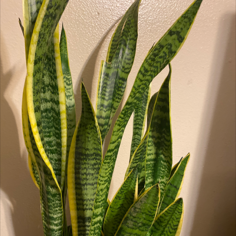 Snake Plant plant photo by @KimmieChi named Ziggy on Greg, the plant care app.