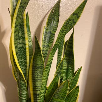 Snake Plant plant in New Orleans, Louisiana